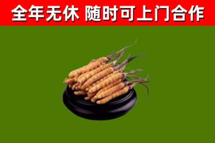 龙川县烟酒回收冬虫夏草.jpg